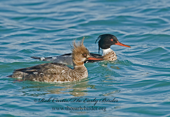 Mergus serrator  RED-BREASTED MERGANSER 6002384