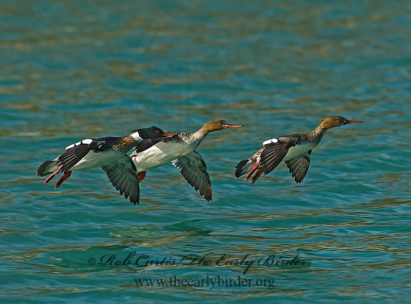 Mergus serrator  RED-BREASTED MERGANSER 6021990