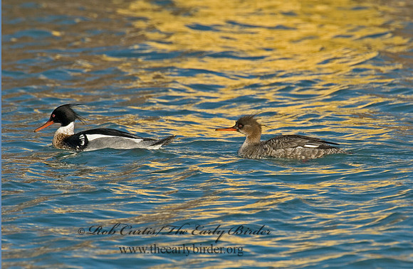 Mergus serrator  RED-BREASTED MERGANSER 6002418