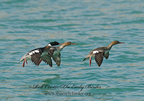 Mergus serrator  RED-BREASTED MERGANSER 6021991