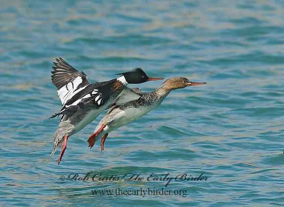 Mergus serrator  RED-BREASTED MERGANSER 6021995