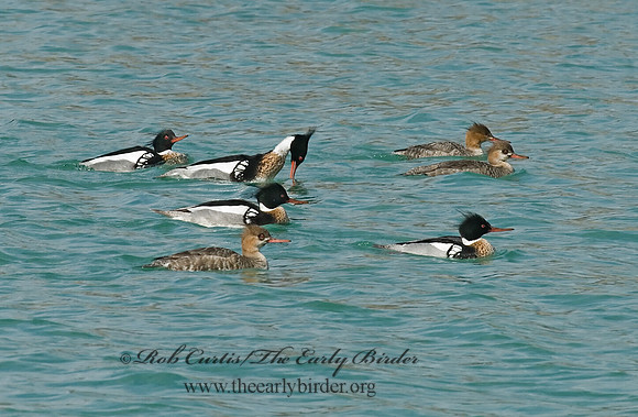 Mergus serrator  RED-BREASTED MERGANSER 6022011