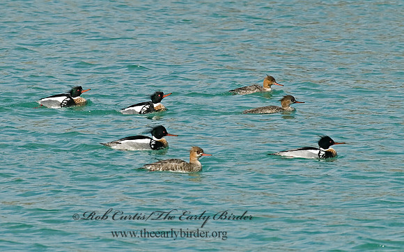 Mergus serrator  RED-BREASTED MERGANSER 6022010