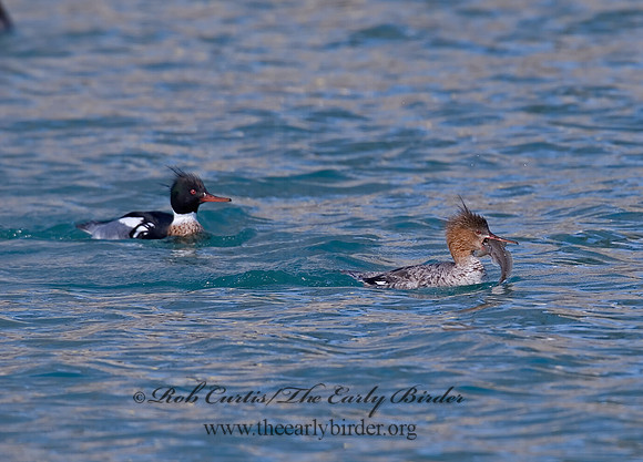 Mergus serrator  RED-BREASTED MERGANSER 7001523