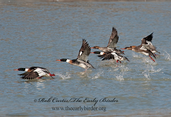 Mergus serrator  RED-BREASTED MERGANSER 8027918