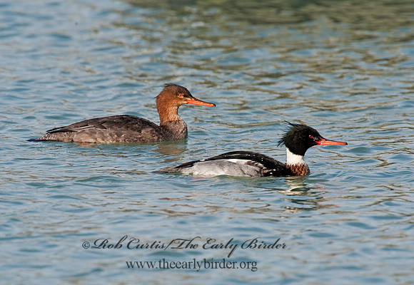 Mergus serrator  RED-BREASTED MERGANSER 8027762