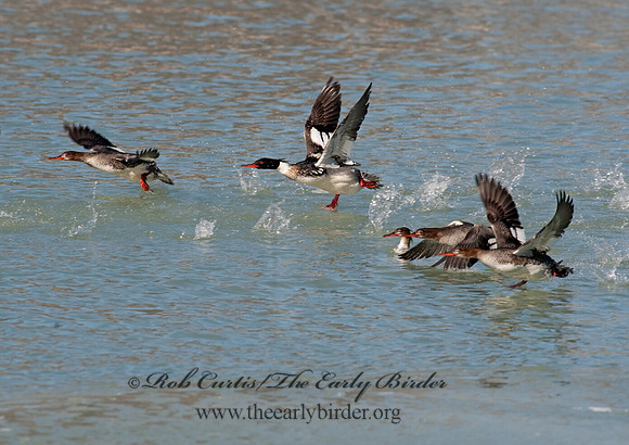 Mergus serrator  RED-BREASTED MERGANSER 8027953