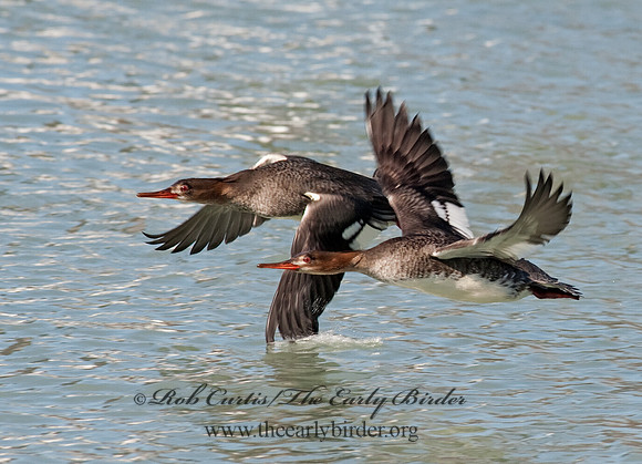 Mergus serrator  RED-BREASTED MERGANSER 8027956