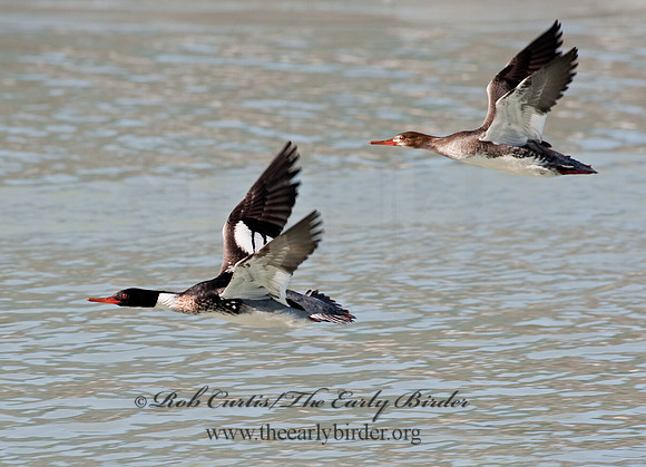 Mergus serrator  RED-BREASTED MERGANSER 8027959