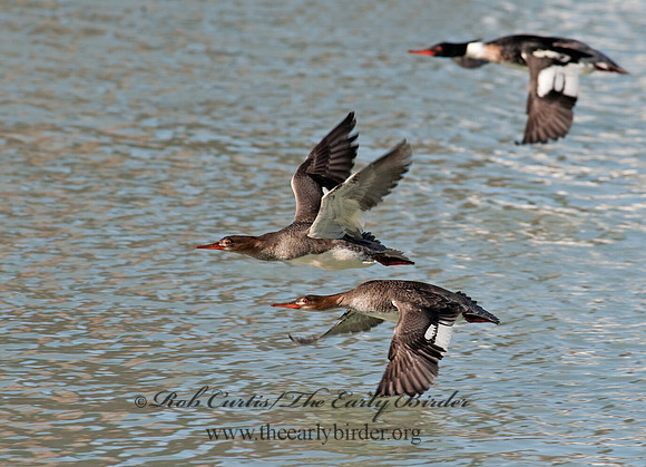 Mergus serrator  RED-BREASTED MERGANSER 8027957
