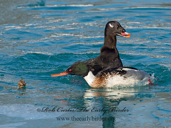 Mergus serrator  RED-BREASTED MERGANSER 9017870