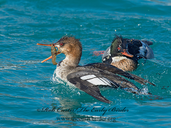 Mergus serrator  RED-BREASTED MERGANSER 9017985