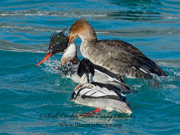 Mergus serrator  RED-BREASTED MERGANSER 9017987