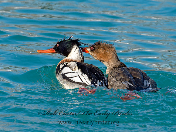 Mergus serrator  RED-BREASTED MERGANSER 9017996