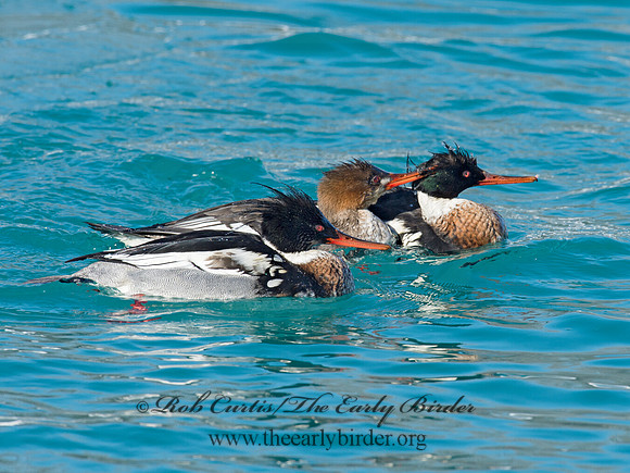 Mergus serrator  RED-BREASTED MERGANSER 9017994