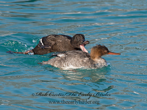 Mergus serrator  RED-BREASTED MERGANSER 9018062