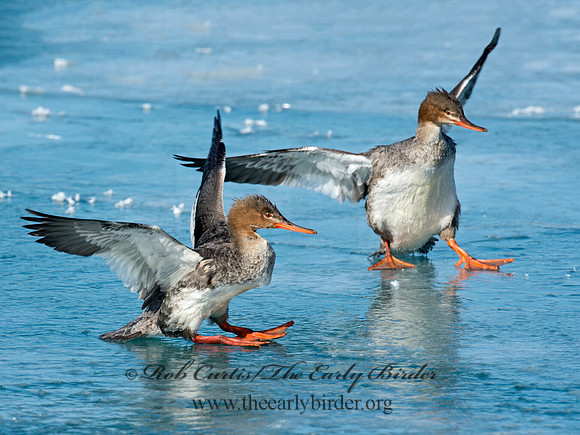 Mergus serrator  RED-BREASTED MERGANSER 9018111