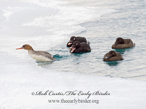 Mergus serrator  RED-BREASTED MERGANSER 9019360