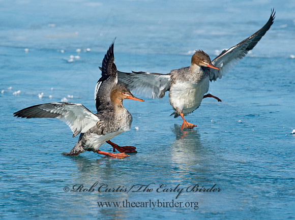 Mergus serrator  RED-BREASTED MERGANSER 9018112