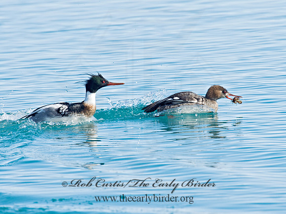 Mergus serrator  RED-BREASTED MERGANSER 9019705