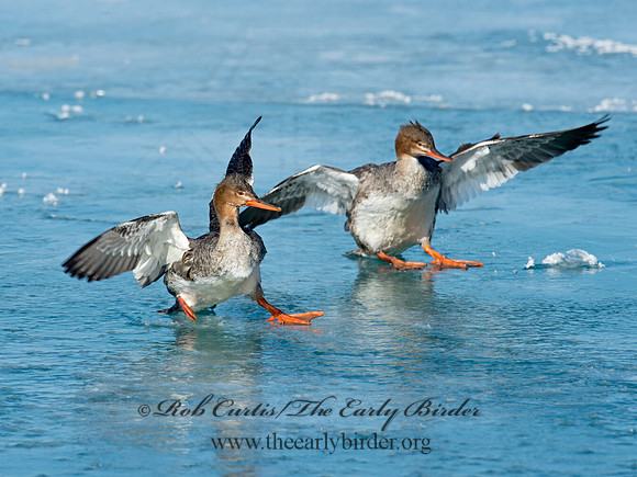 Mergus serrator  RED-BREASTED MERGANSER 9018113