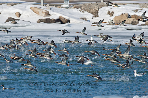 Mergus serrator  RED-BREASTED MERGANSER 9054257