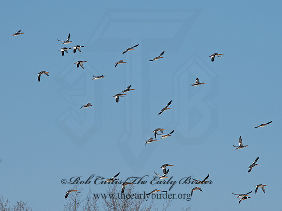 Mergus serrator  RED-BREASTED MERGANSER 9054267