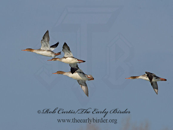 Mergus serrator  RED-BREASTED MERGANSER 9054296