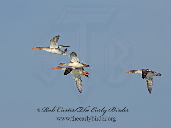 Mergus serrator  RED-BREASTED MERGANSER 9054297