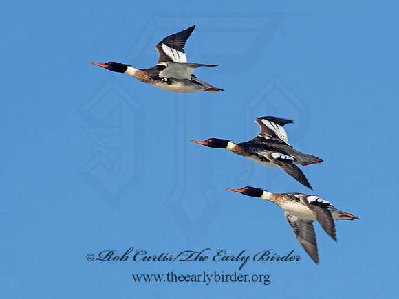 Mergus serrator  RED-BREASTED MERGANSER 9054304