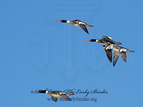 Mergus serrator  RED-BREASTED MERGANSER 9054305