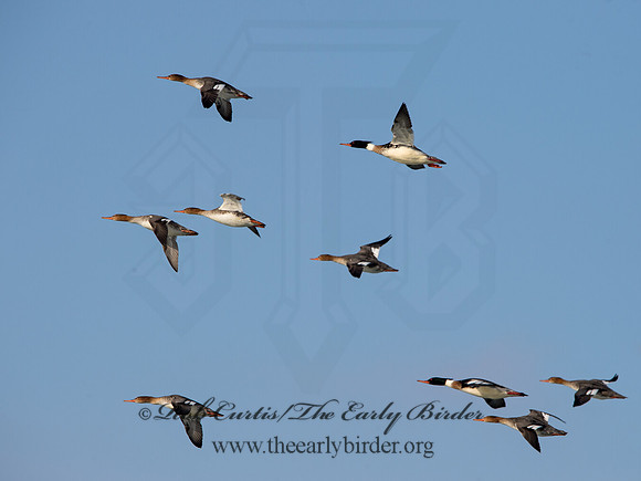 Mergus serrator  RED-BREASTED MERGANSER 9054307