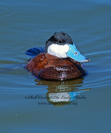 Oxyura jamaicensis  RUDDY DUCK 109736