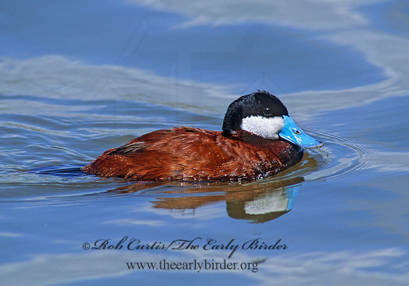 Oxyura jamaicensis  RUDDY DUCK 106936