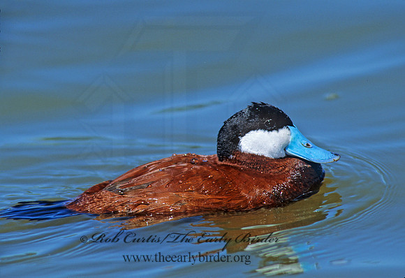 Oxyura jamaicensis  RUDDY DUCK 109612