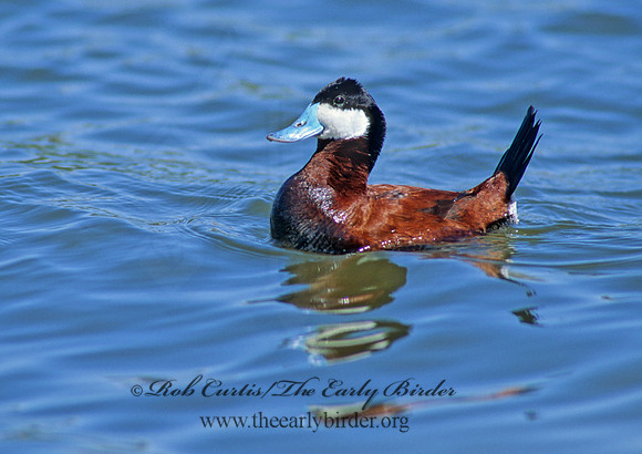 Oxyura jamaicensis  RUDDY DUCK 109523