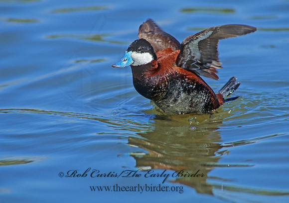 Oxyura jamaicensis  RUDDY DUCK 109530
