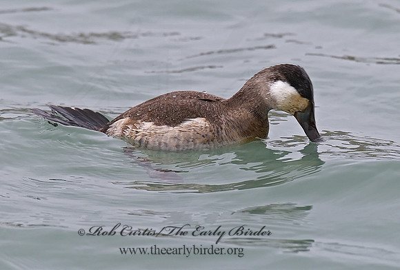 Oxyura jamaicensis  RUDDY DUCK 6028796