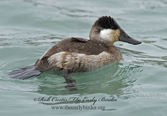 Oxyura jamaicensis  RUDDY DUCK 6028722