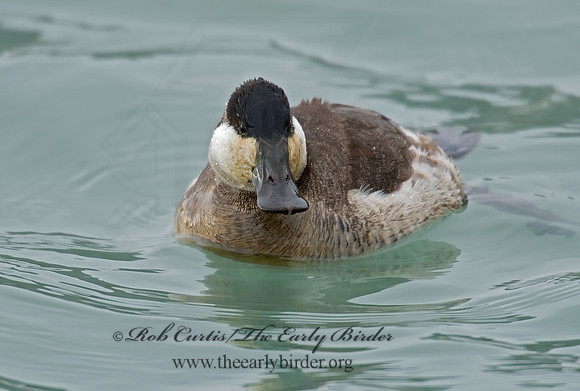 Oxyura jamaicensis  RUDDY DUCK 6028780