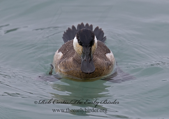 Oxyura jamaicensis  RUDDY DUCK 6028803
