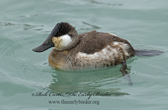Oxyura jamaicensis  RUDDY DUCK 6028817