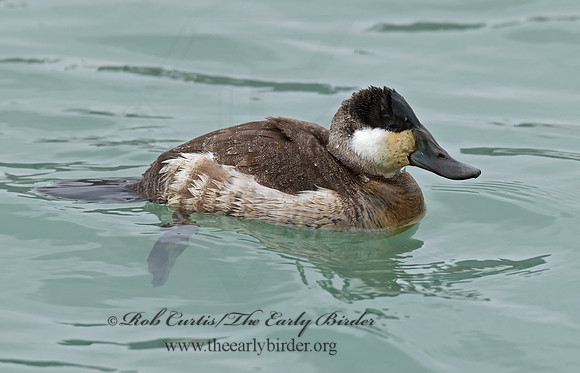 Oxyura jamaicensis  RUDDY DUCK 6028823