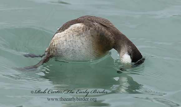 Oxyura jamaicensis  RUDDY DUCK 6028841