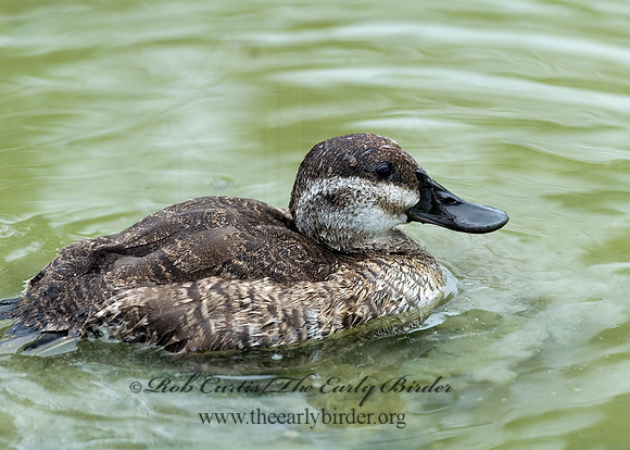 Oxyura jamaicensis  RUDDY DUCK 6022904s