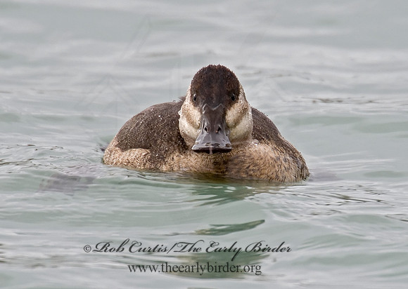 Oxyura jamaicensis  RUDDY DUCK 6028847