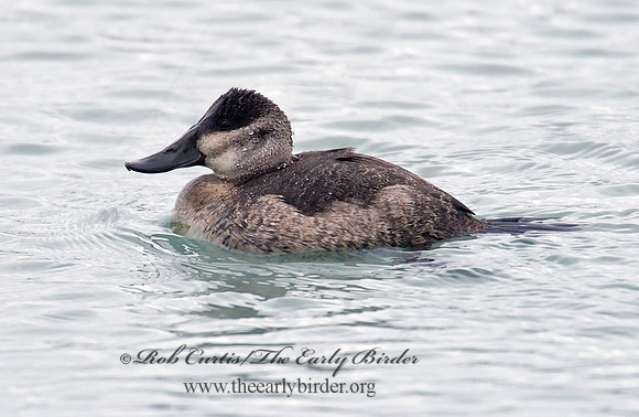 Oxyura jamaicensis  RUDDY DUCK 6028886