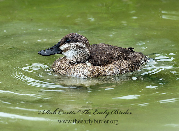 Oxyura jamaicensis  RUDDY DUCK 6022899s