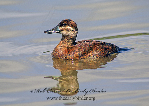Oxyura jamaicensis  RUDDY DUCK 106802