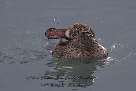 Oxyura jamaicensis  RUDDY DUCK 6029027